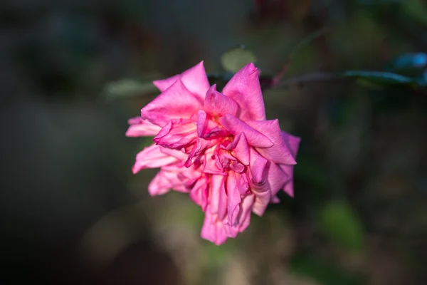 Tender Fuchsia Ruffled Floret