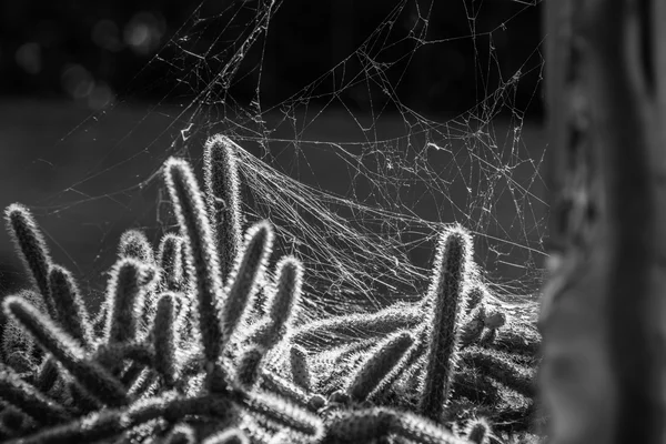 Haunting Frosted Web Cactus