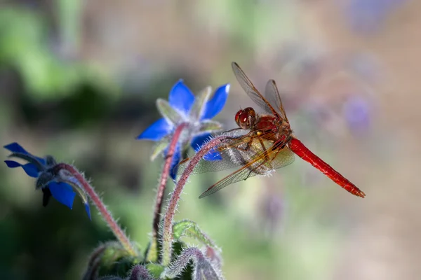 Radiant Dragonfly Cobalt Blossoms