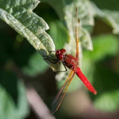 Scarlet Dragonfly Dappled Shadows