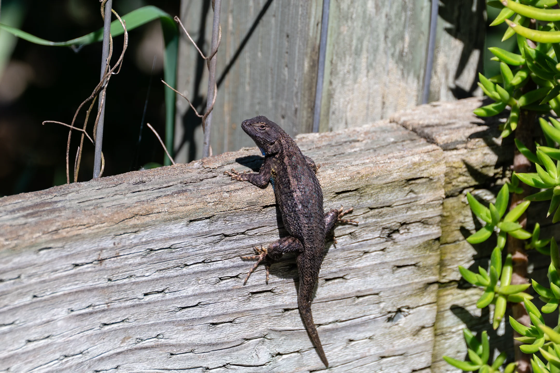Stark Lizard Alert Timber