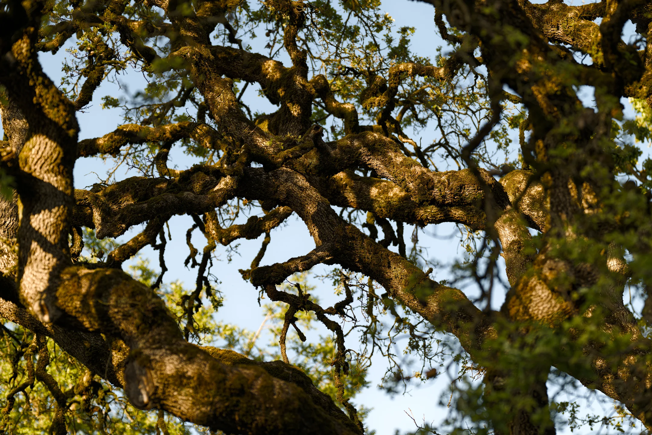 Haunted Dappled Boughs