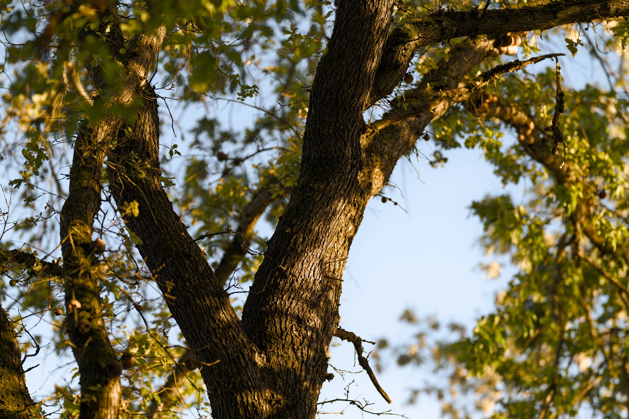 Pensive Rough Canopy Light