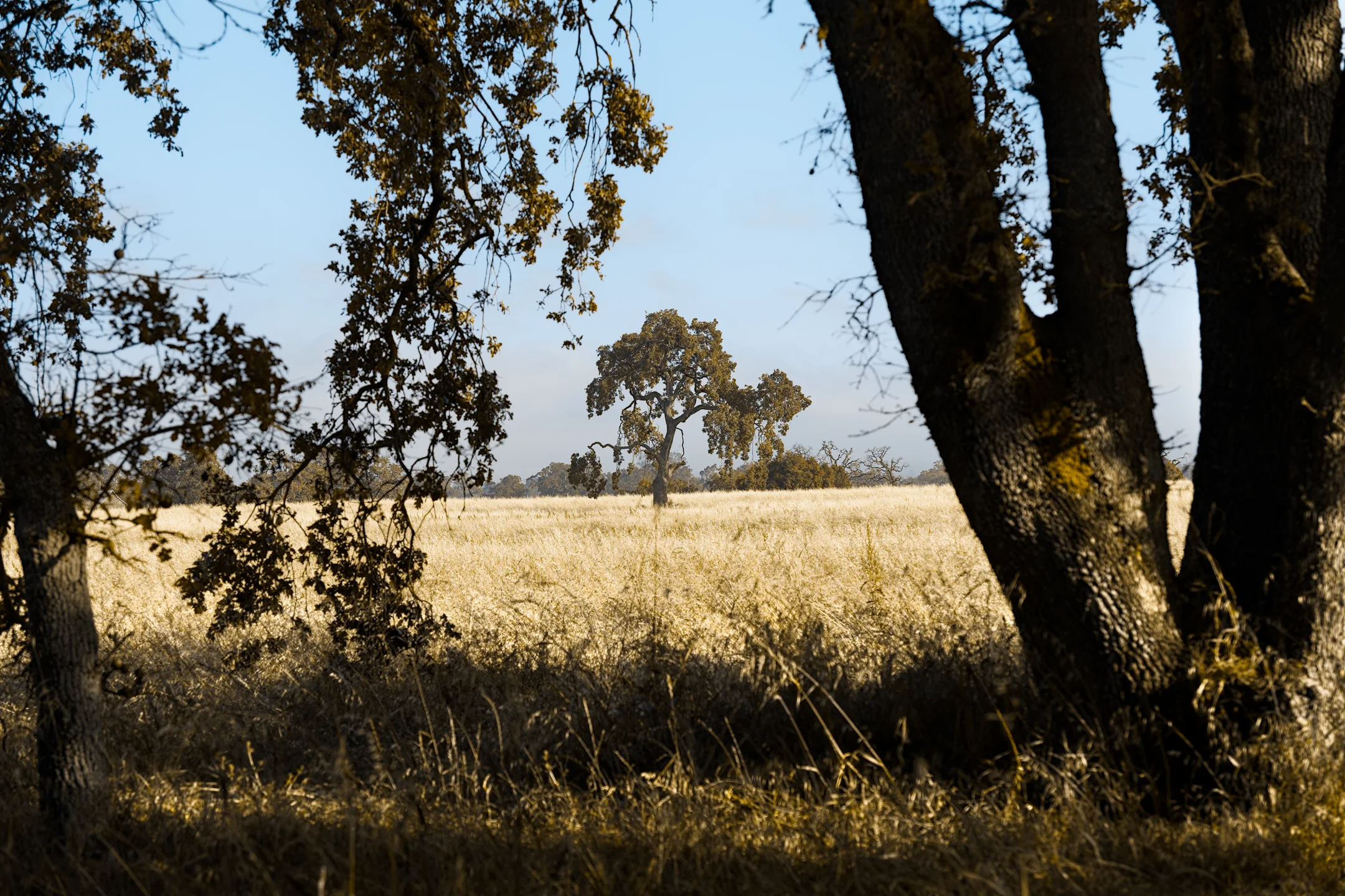 Somber Crisp Oak Meadow