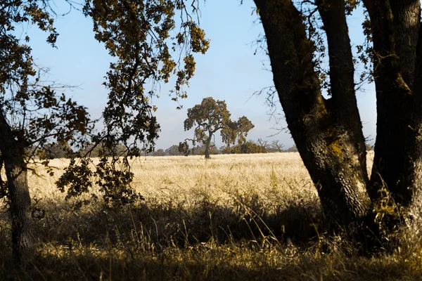 Somber Crisp Oak Meadow