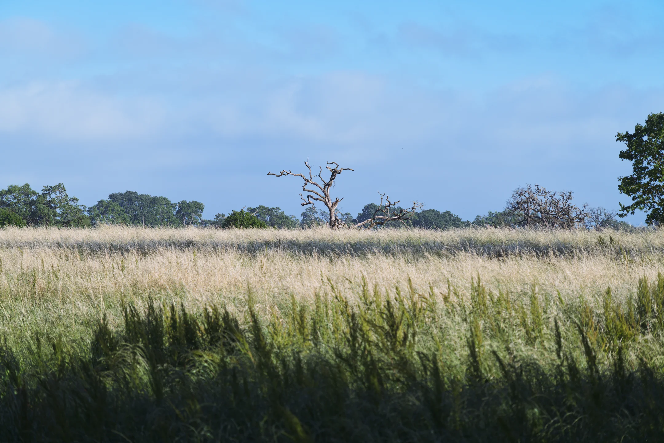 Yearning Pale Meadow Silhouette
