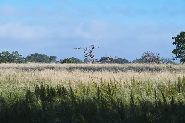Yearning Pale Meadow Silhouette