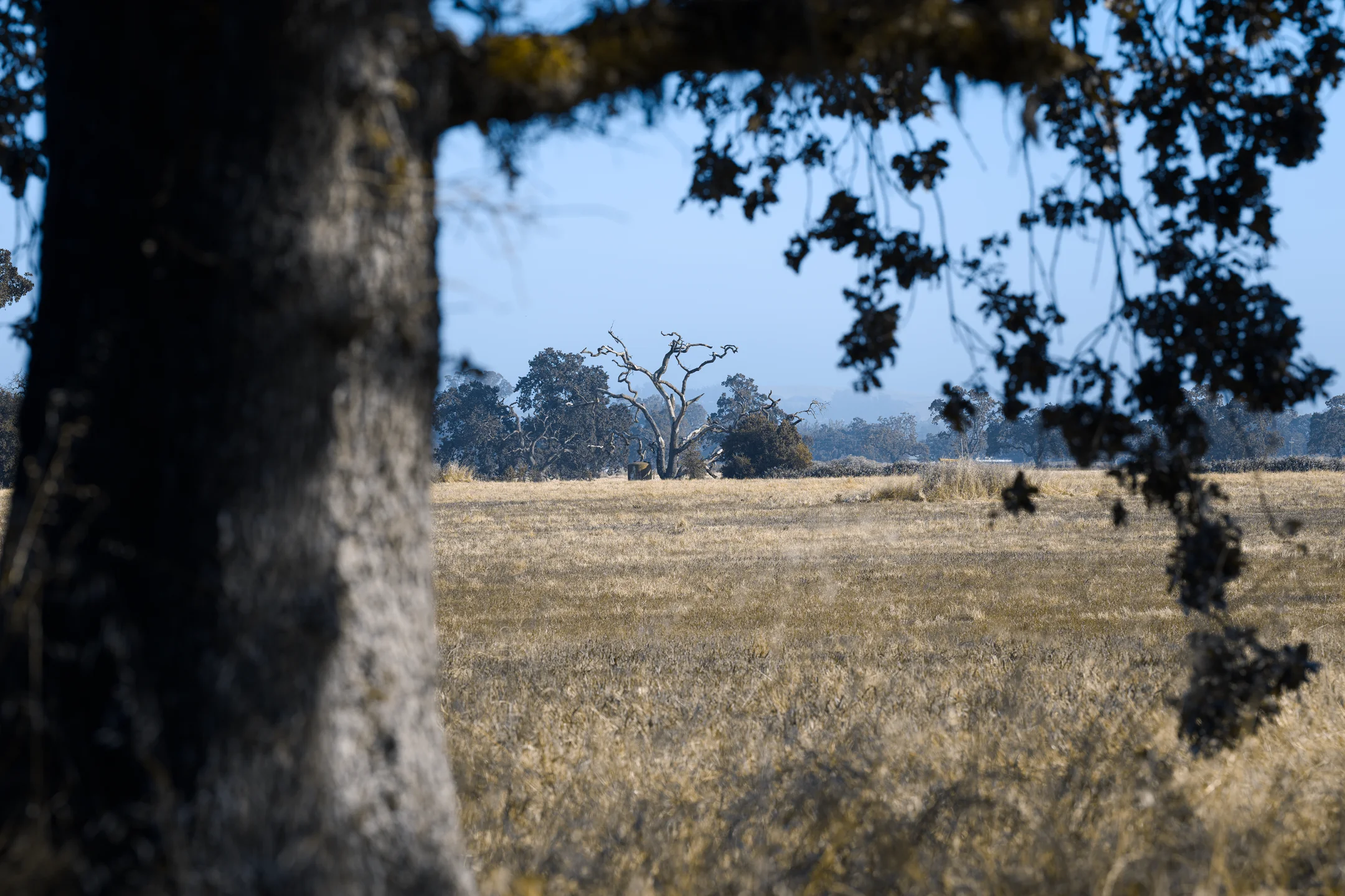 Forlorn Dry Field Tree