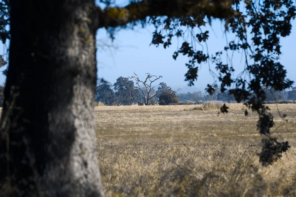 Forlorn Dry Field Tree