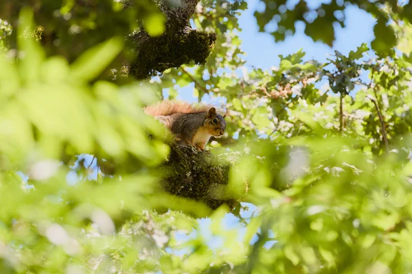 Curious Lush Canopy
