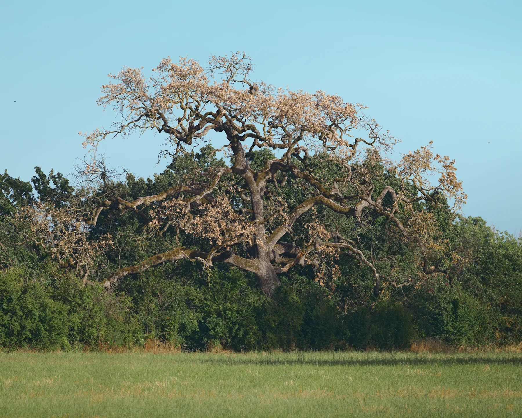 Haunted Arid Treefield Silhouette