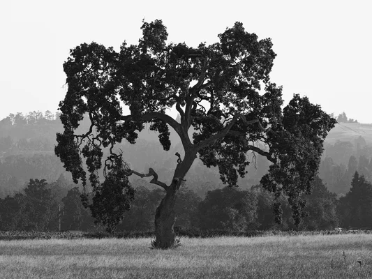 Mournful Grainy Solitary Tree