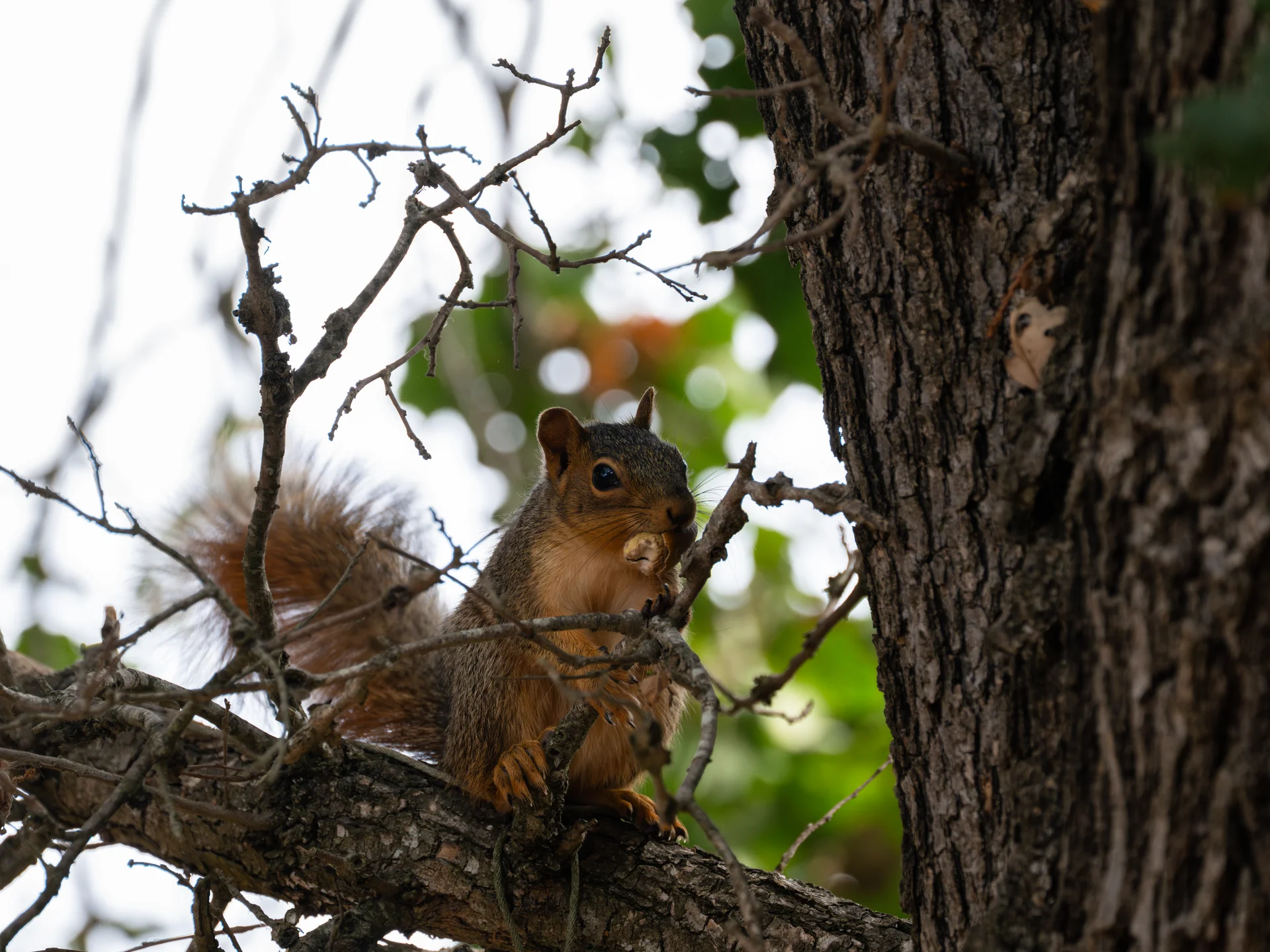 Watchful Squirrel Weathered Branch
