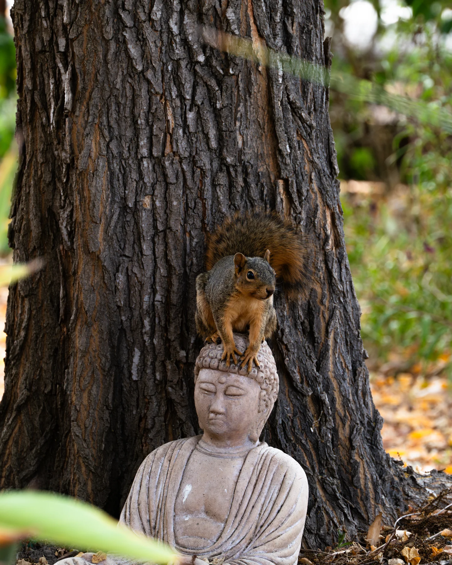 Weathered Curious Squirrel Buddha