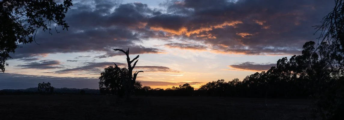 Haunting Amber Deadwood Dusk
