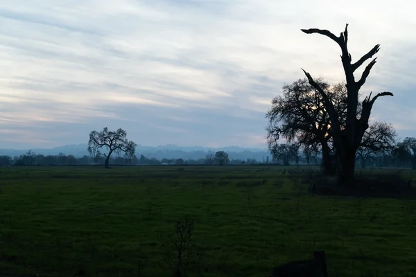 Desolate Skeletal Dusky Landscape