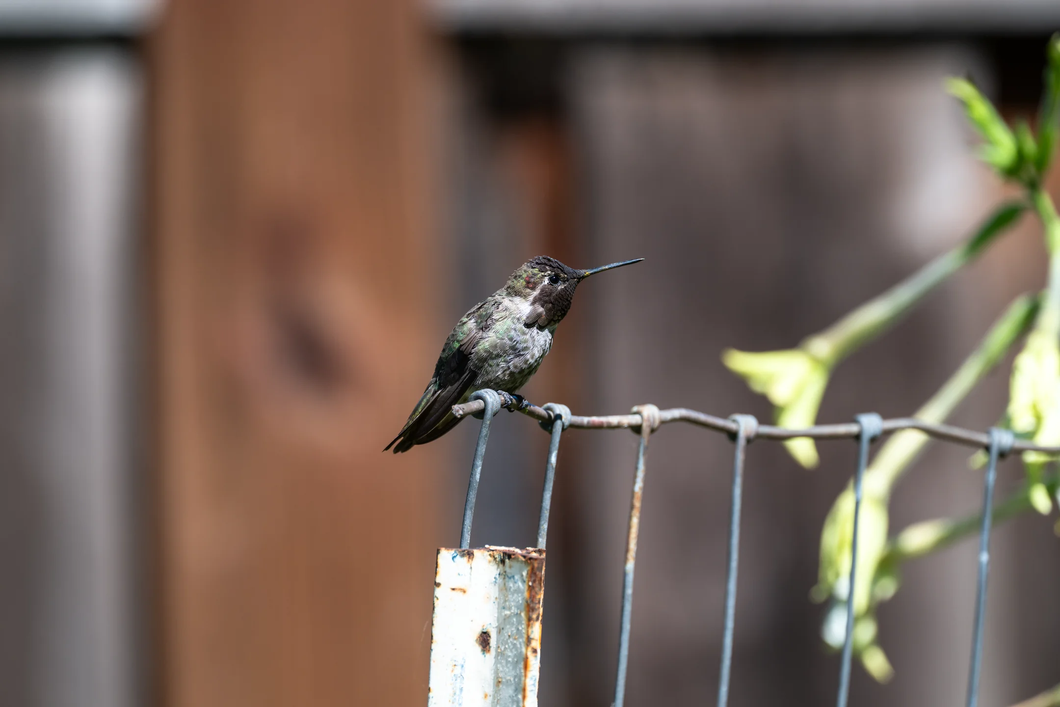 Hushed Hummingbird Rusted Wire