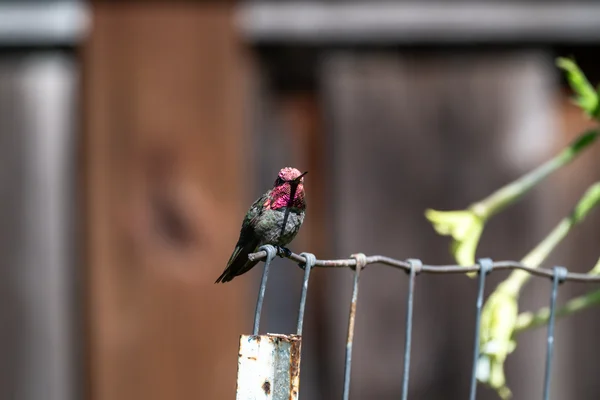 Vibrant Hummingbird Weathered Post