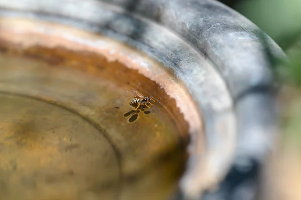 Wary Amber Insect Rim