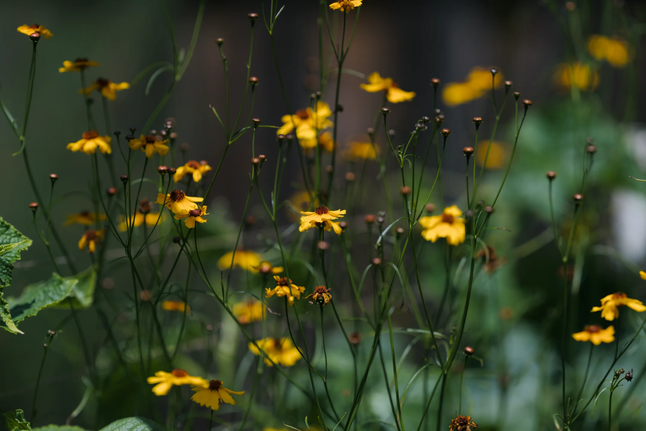 Wistful Dusky Garden Stems