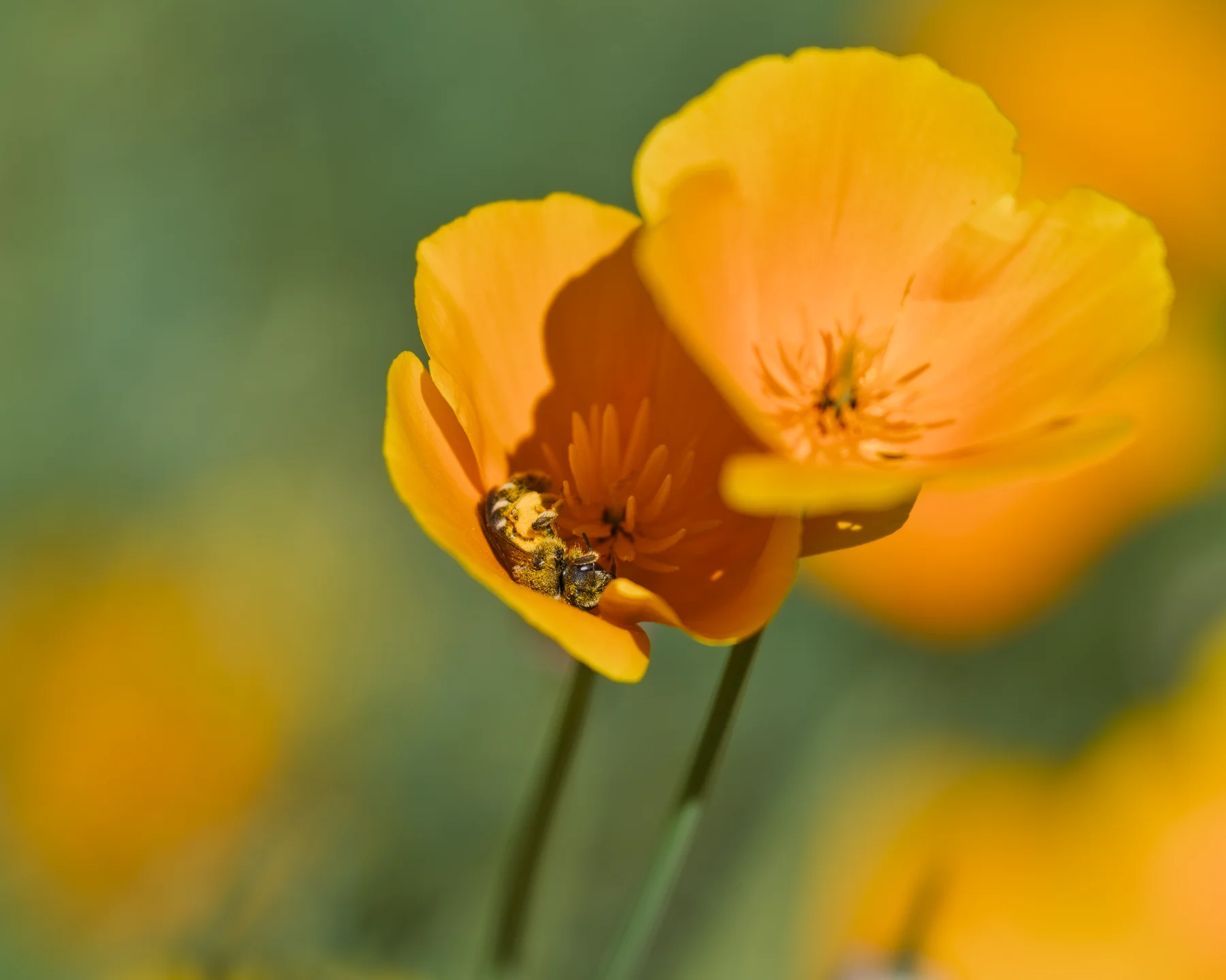 Cheerful Silken Flower Cups