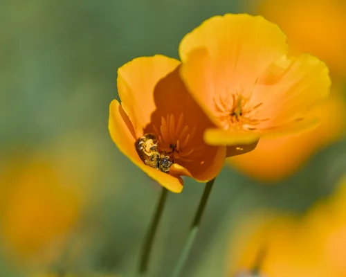 Cheerful Silken Flower Cups