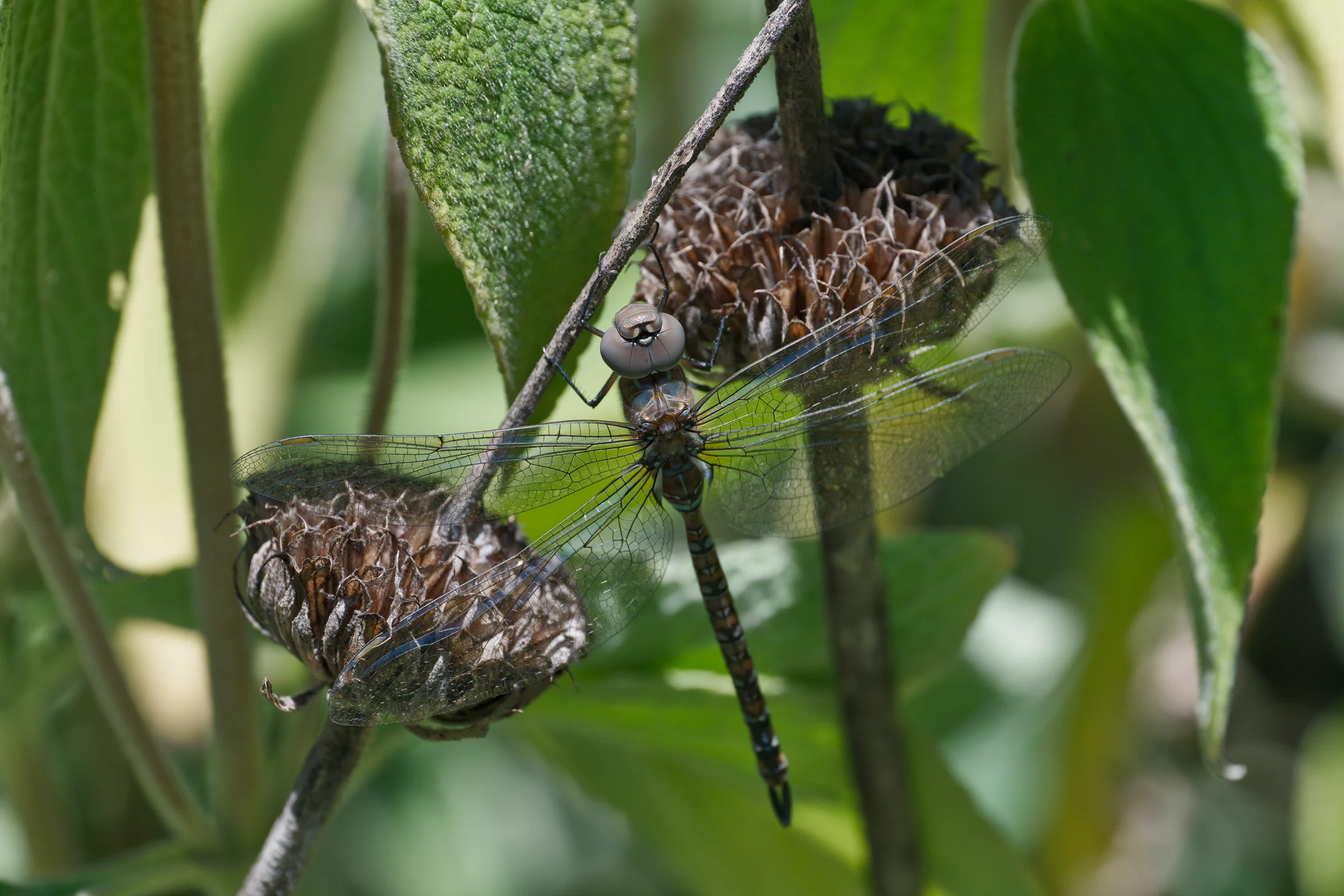 Fragile Anxious Glasswing Stems