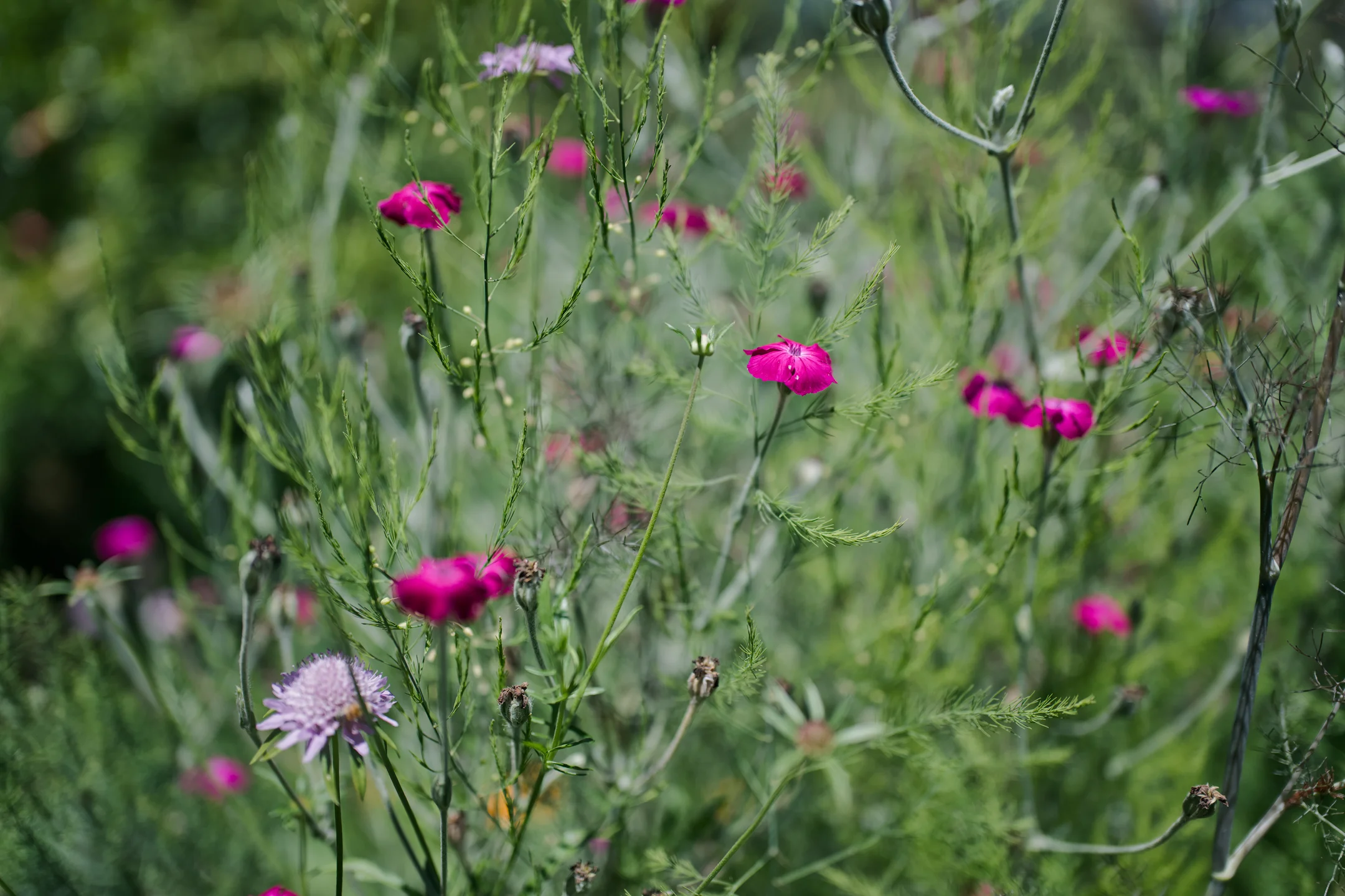 Yearning Soft Meadow Stems