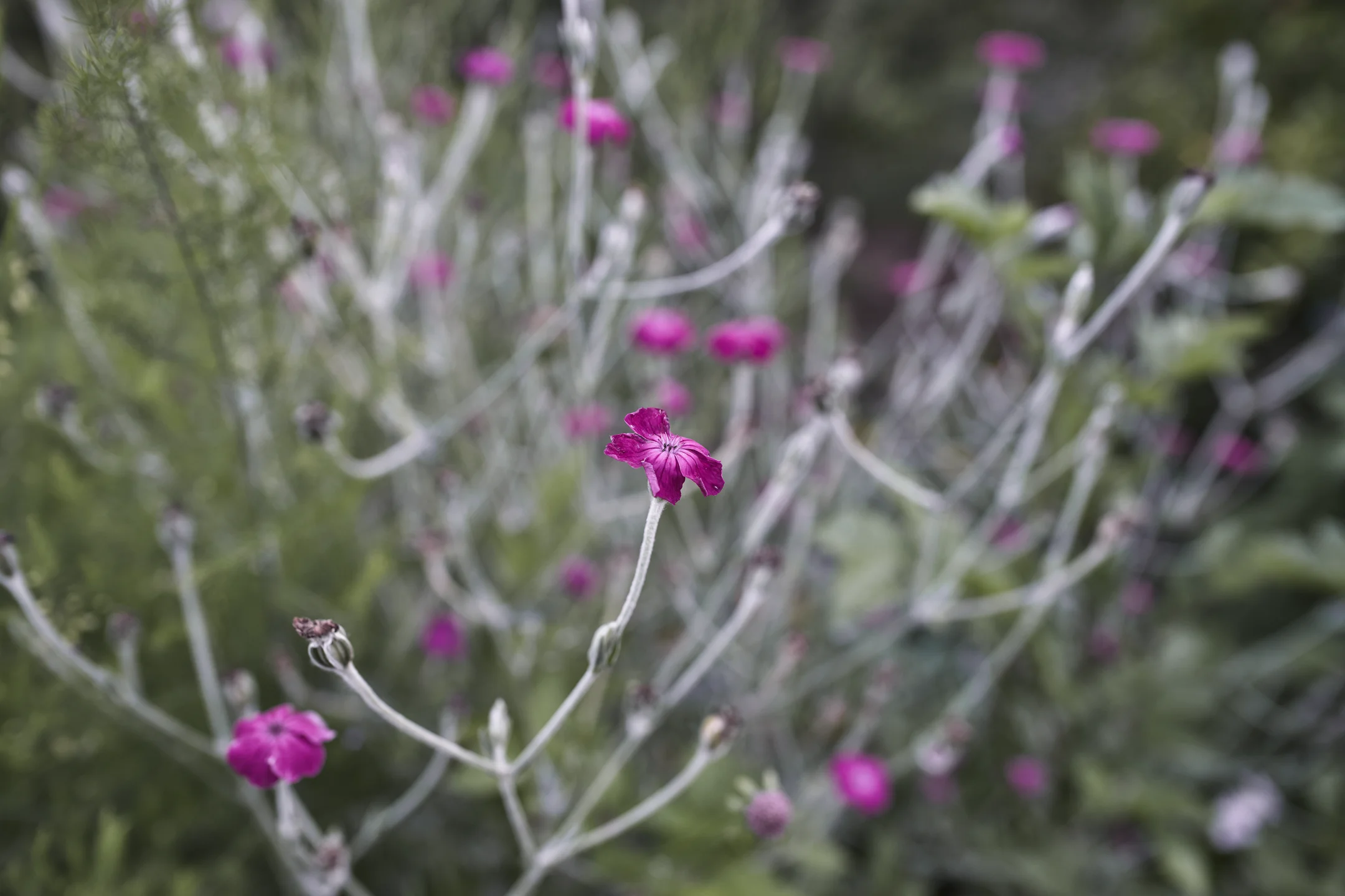 Pensive Soft Floral Haze