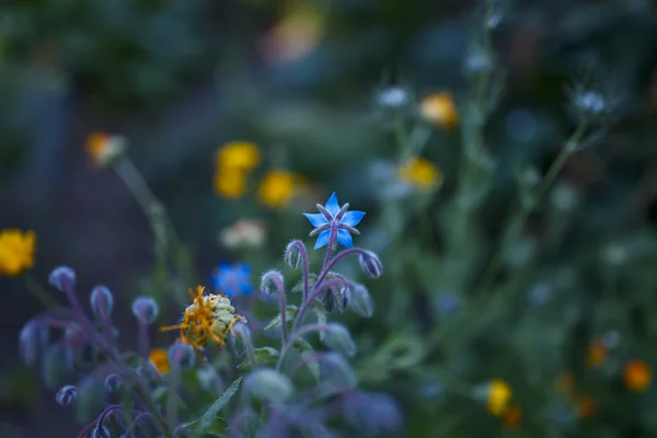 Melancholic Blue Blossom Velvet Gloom