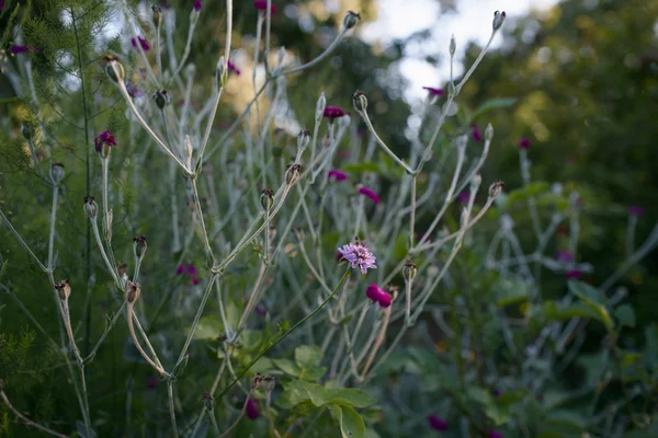 Melancholic Silvered Garden Tangle