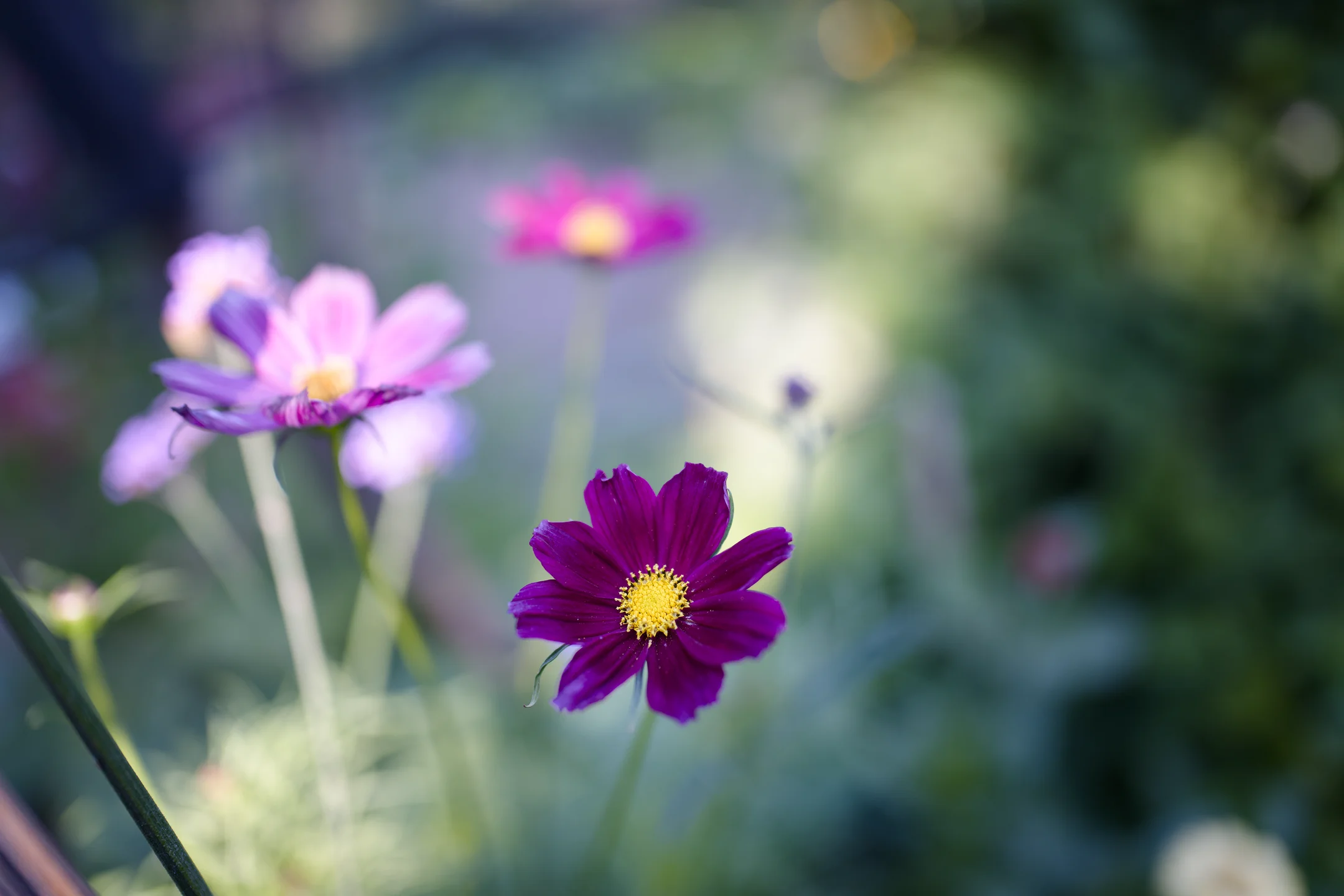 Dreamy Misty Flower Glow