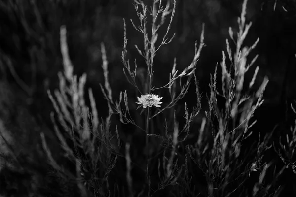 Somber Stark Wildflower